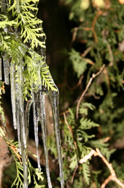 icicles out front 