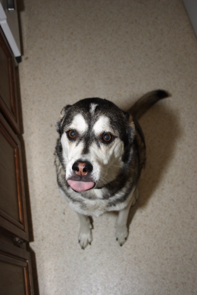 the peanut-butter bone