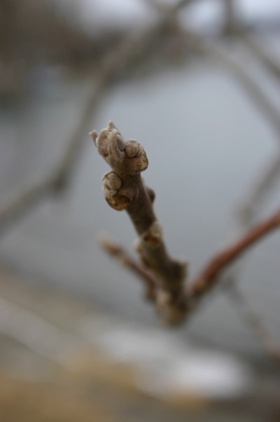 more whispers of spring