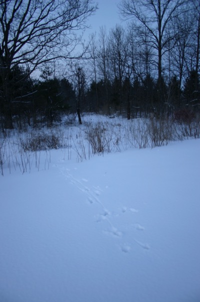 but the tracks don\\\'t lie