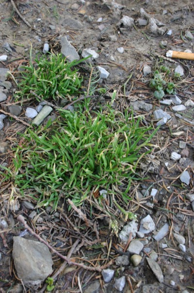 the first to realize it\'s spring