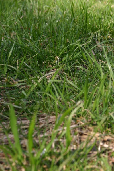 the first to realize it\'s spring