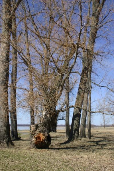 The coolest old tree ever
