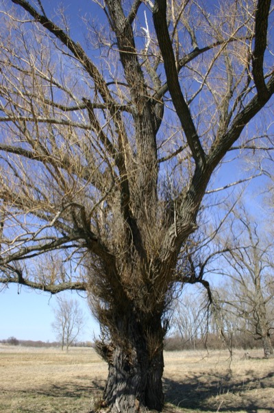 The coolest old tree ever