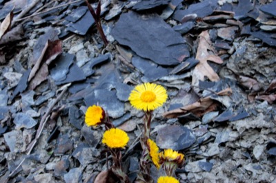 The first flowers of the year