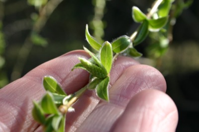 morning stretches for the leaves