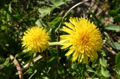 Tiny little flowers that dot the hillside