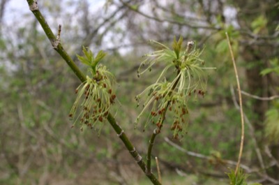 trees are creative folk