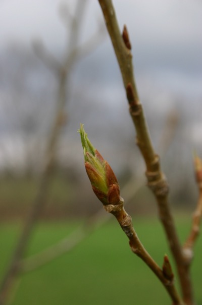 same bud, two days later