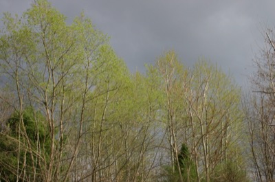 the trees are starting to turn green