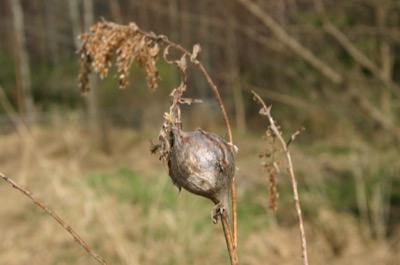 silver seed pod