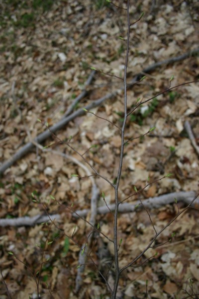 even in the shade, leaves are sprouting