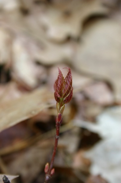 and small new plants