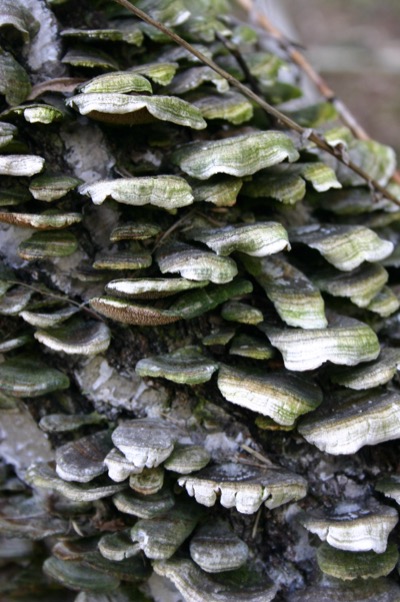 what would spring be without fungi?