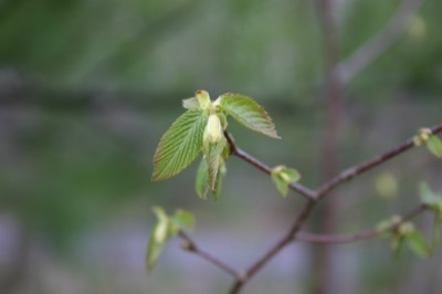 leaves imitating orchids
