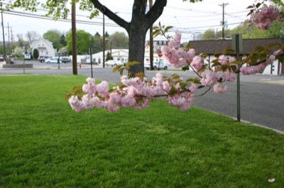 Blossoms in Clifton, NJ