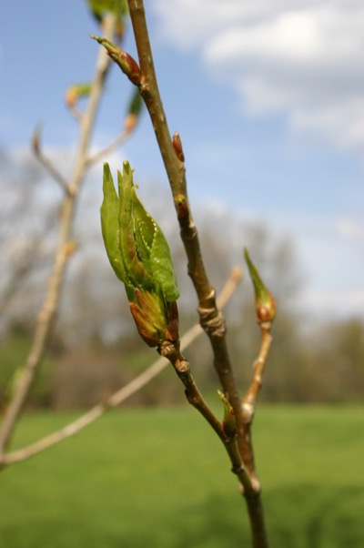 Continuing series on this bud