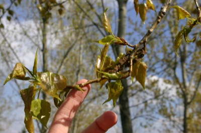 beginnings of photosynthesis