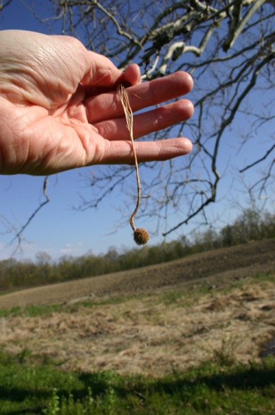 An old hickory\'s seed