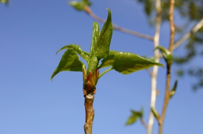 leaf boquet