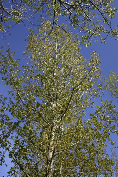 The trees are now <i>green</i>!