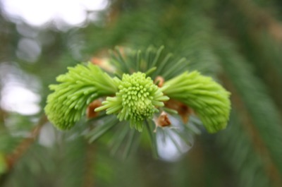 the beginnings of pine needles