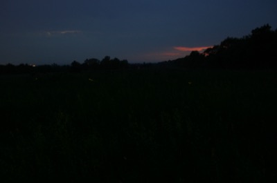 See those sparkles of orange? Fireflies!
