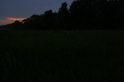 Fireflies!  (They are completely amazing to me, a west-coaster)