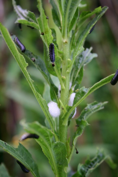 Some newly emerged catepillars?