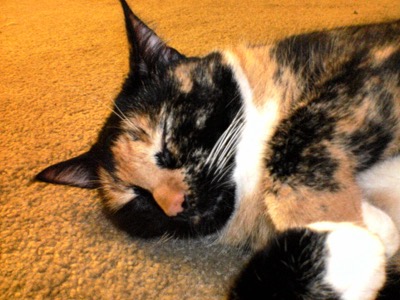 So, I have a camera phone now. It\'s easier to sneak up on the cat.