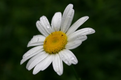 the essence of beauty