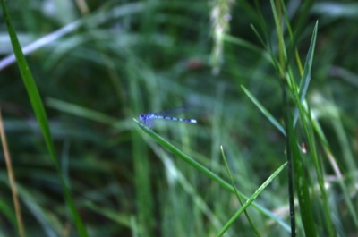 a tiny dragonfly