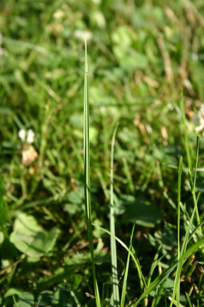 ... a single blade of grass with you.