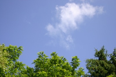 three trees, one cloud