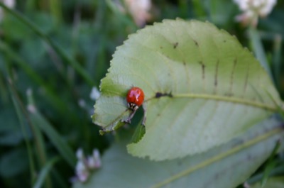 \'innocent\' ladybug