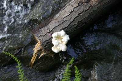 fungi and a (large) log
