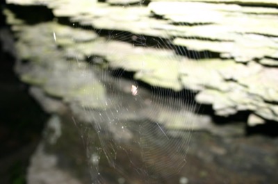 The poor blinded spider