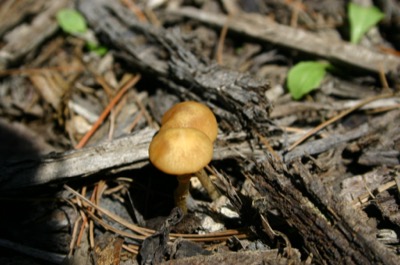 tiny \'shrooms