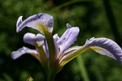 iris