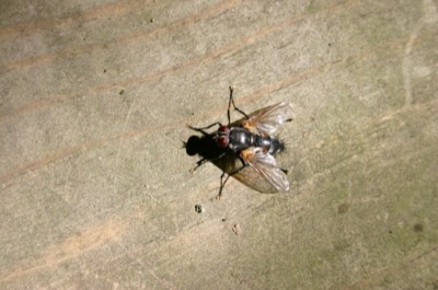 the fly macro i\'ve been waiting for