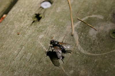 the fly macro i\'ve been waiting for