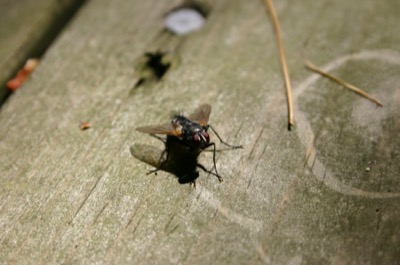 the fly macro i\'ve been waiting for