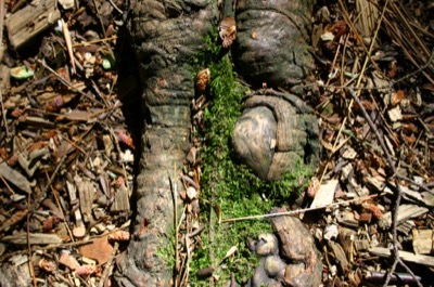 tree toenails