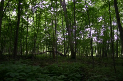 The image of a forested summer