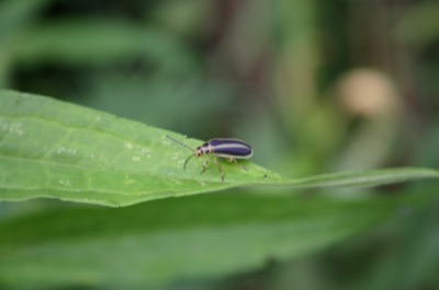 fireflies are so cuddly!