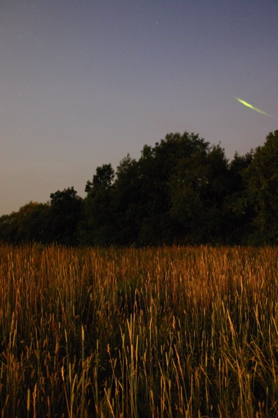 shot at night, look for fireflies