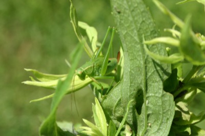 camoflage three (unamused)