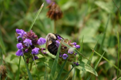 collecting the evening\'s dinner