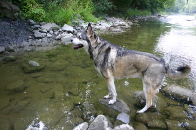 avoiding stepping in the water