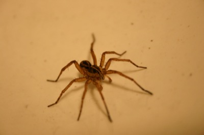 my friend the wolf spider